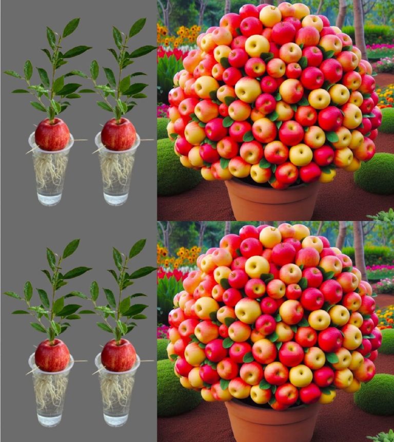 Uprawa Jabłoni w Doniczce: Kompleksowy Przewodnik dla Początkujących Ogrodników