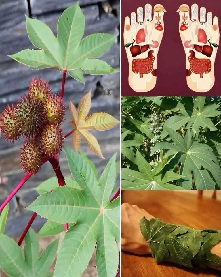 Wydaje się to zwyczajne… ale ten olejek kryje w sobie niespodziewaną, dziedziczną moc