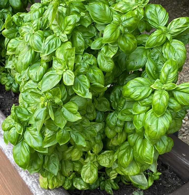 10 Sekrety i porady, jak mieć zawsze bujną i zdrową bazylię