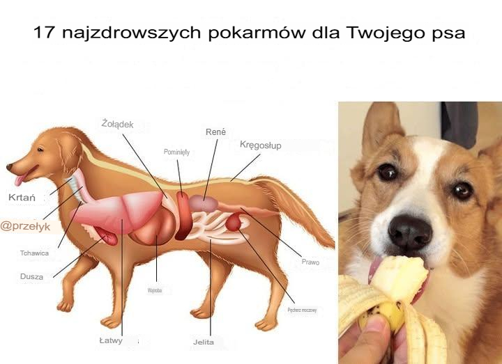 17 najzdrowszych produktów dla Twojego psa