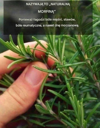 Odkryj roślinę wiecznej młodości: aloes