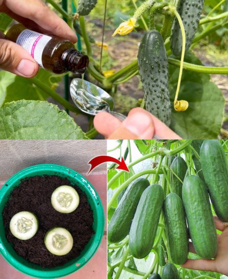 7 sekretów uprawy ogórków