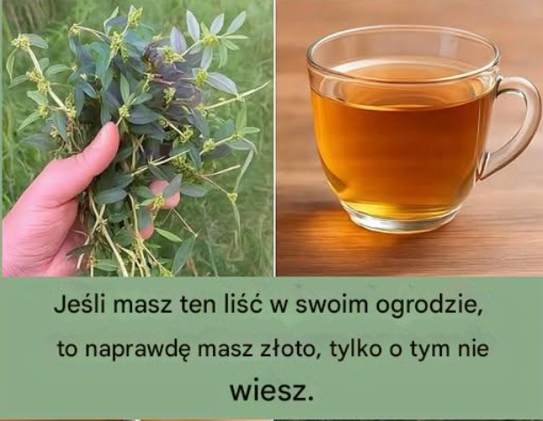 Natura wyposażyła nas w potężne narzędzia do dbania o nasze zdrowie