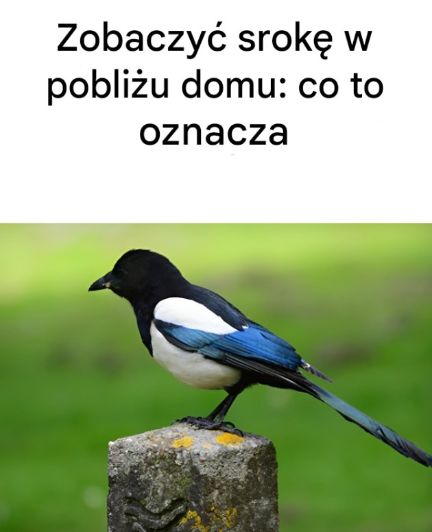 Zobaczyć srokę w pobliżu domu: oto jej znaczenie