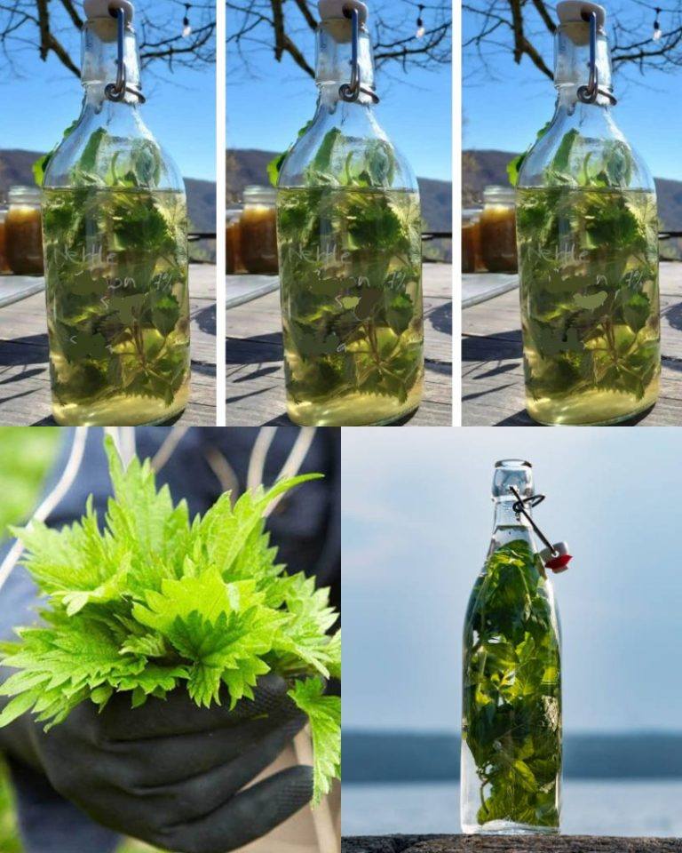 Pokrzywa w ALKOHOLU jest silniejsza od każdego lekarstwa, mawiał mój dziadek: zapamiętaj ten przepis na życie!