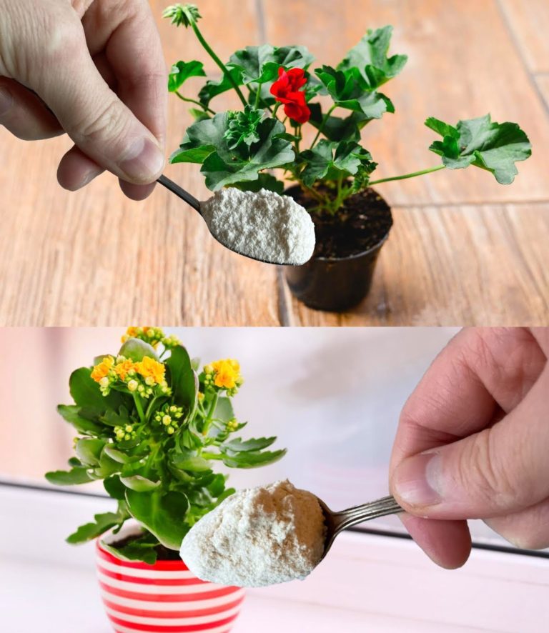 Spektakularny rozkwit roślin – wystarczy jedna łyżeczka!