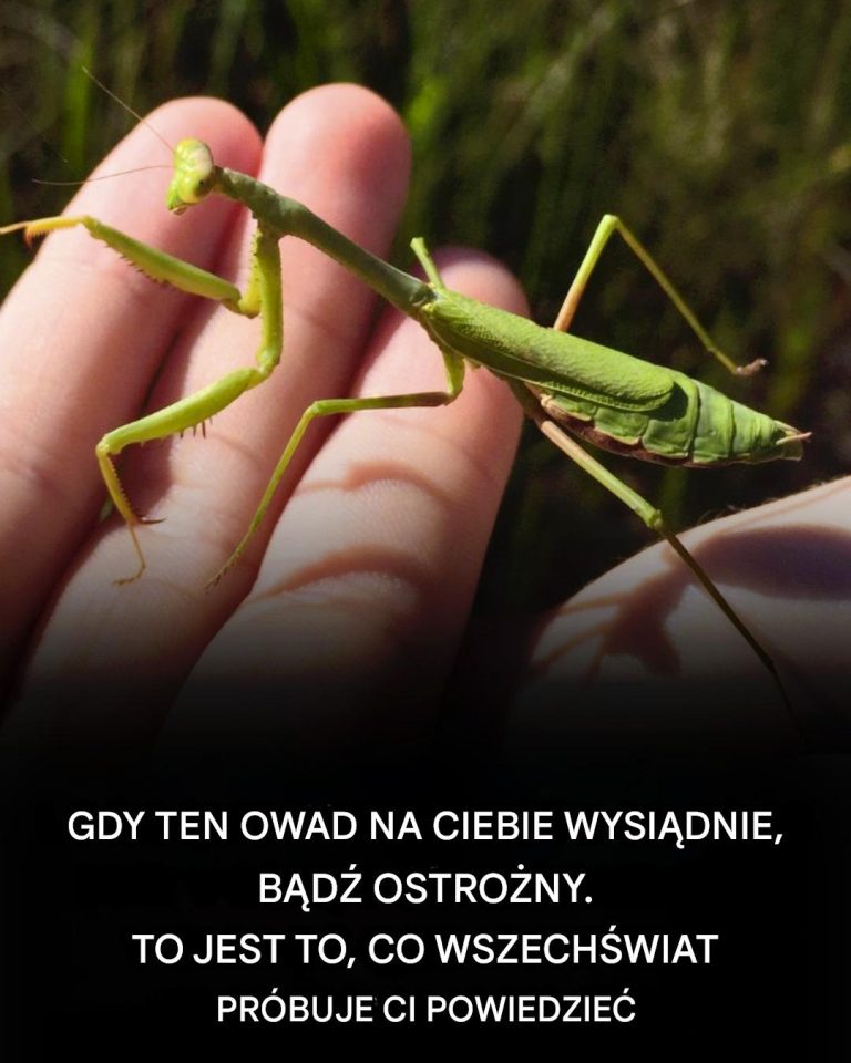Jeśli ten owad na tobie wyląduje, Wszechświat próbuje ci powiedzieć: