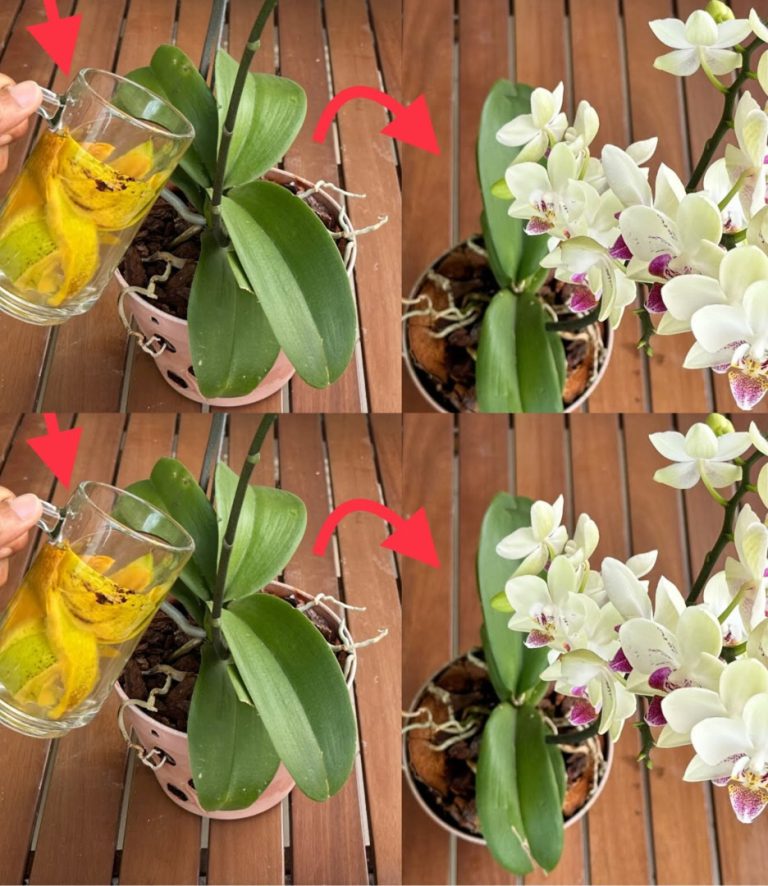 Nie wyrzucaj go więcej, jest na wagę złota dla roślin: będą rosły przez około dziesięć lat