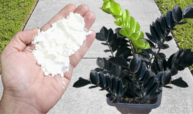 Dla roślin wystarczy 1 szczypta: obfite i trwałe kwitnienie