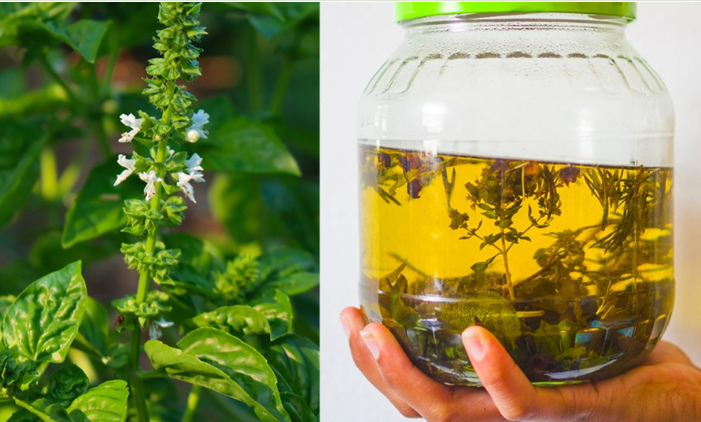 Co zrobić z kwiatami bazylii: 5 przydatnych pomysłów w domu i kuchni