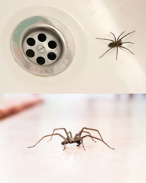 Dlaczego pająki atakują Twój dom (i jak naturalnie je odstraszyć)