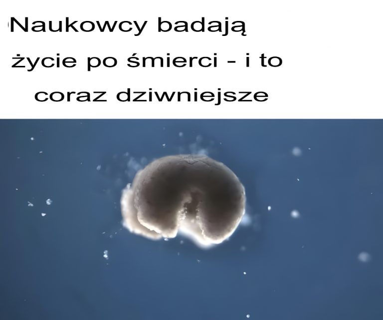 Naukowcy badają życie po śmierci – i staje się ono coraz dziwniejsze...