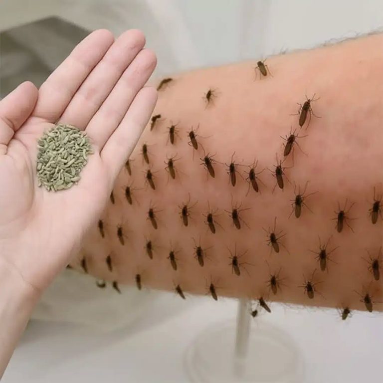 Jeśli to zrobisz, nigdy więcej nie zobaczysz komarów