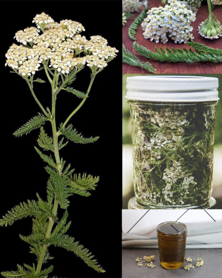 Yarroway: zioło, które może uratować dzień