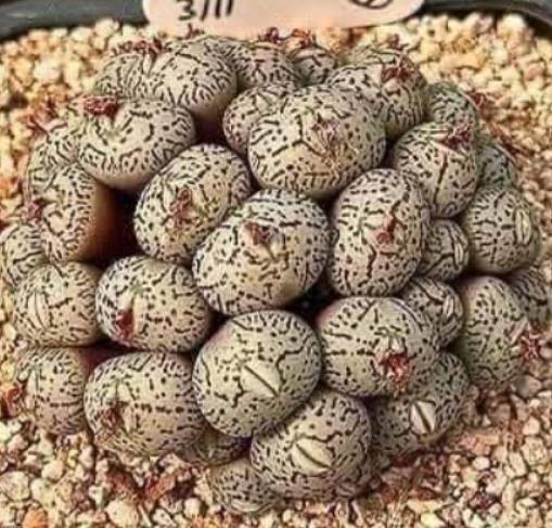 Córka odkrywa dziwne jaja pod łóżkiem, przez co jej rodzina opuszcza dom. Wszyscy się boją… Szczegóły w pierwszym komentarzu, aby dowiedzieć się, co to jest!