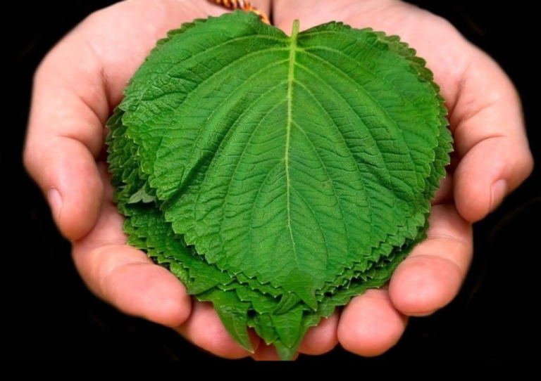 150 razy silniejszy niż cytryna i czosnek! Zabija wszystkie bakterie i grzyby! Zatrzymuje kaszel