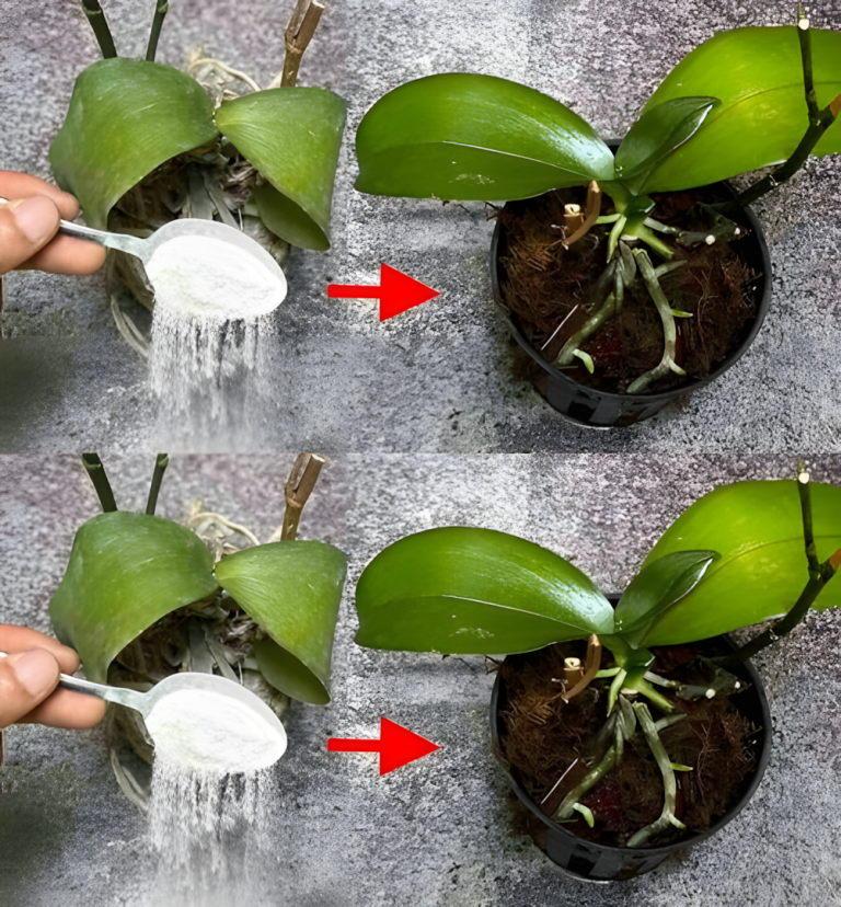 Wydaje się to prawie niemożliwe, ale to prawda: wskrześ swoje martwe rośliny