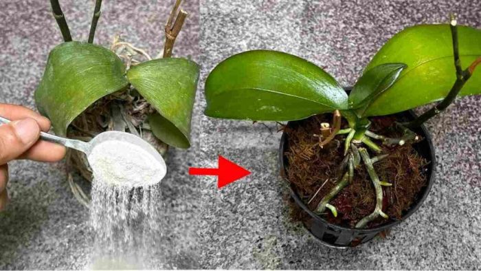 Brzmi to prawie niemożliwie, ale jest to absolutnie prawdziwe: wskrześ swoje martwe rośliny