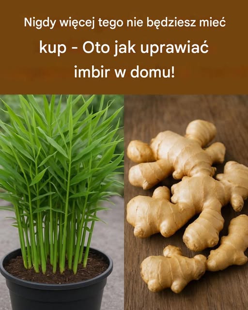 Nigdy więcej tego nie kupisz – Oto jak uprawiać imbir w domu!