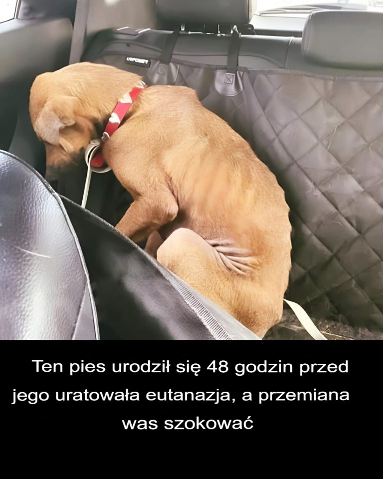 Pies uratowany 48 godzin przed eutanazją przechodzi niesamowitą transformację