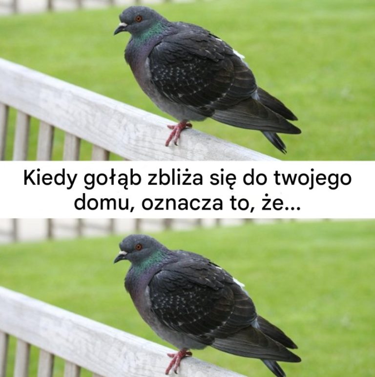 Co oznacza widok gołębia w pobliżu domu?