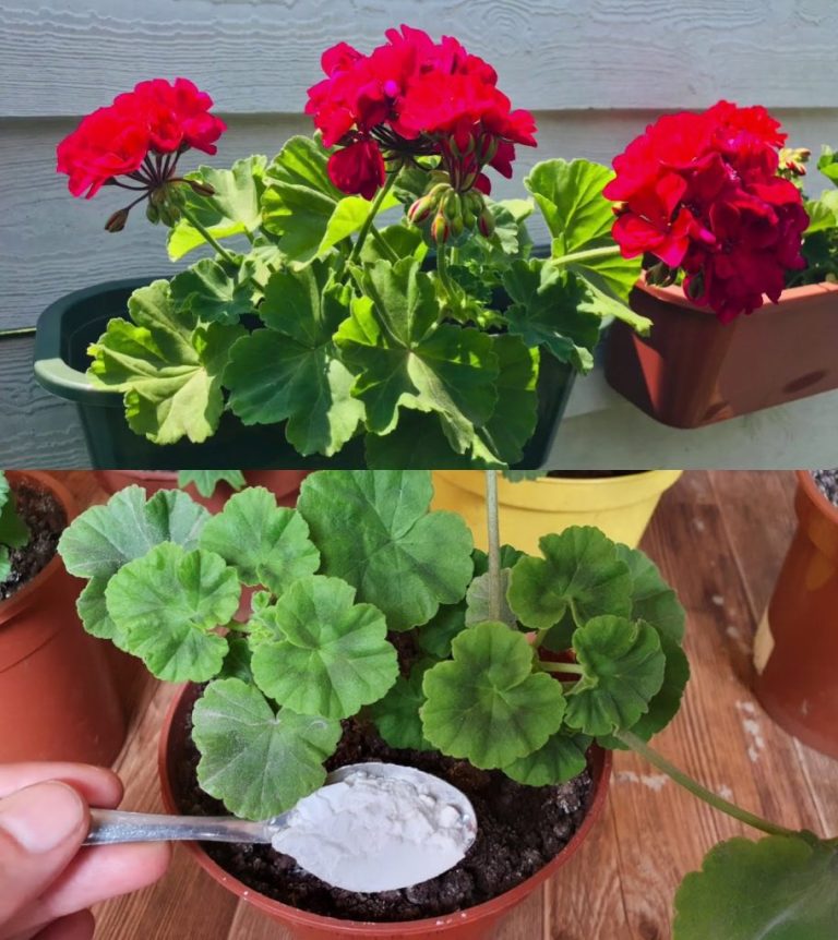 Oto jak mieć pelargonie pełne kwiatów: trzeba je tak podlewać, żeby zawsze były bujne