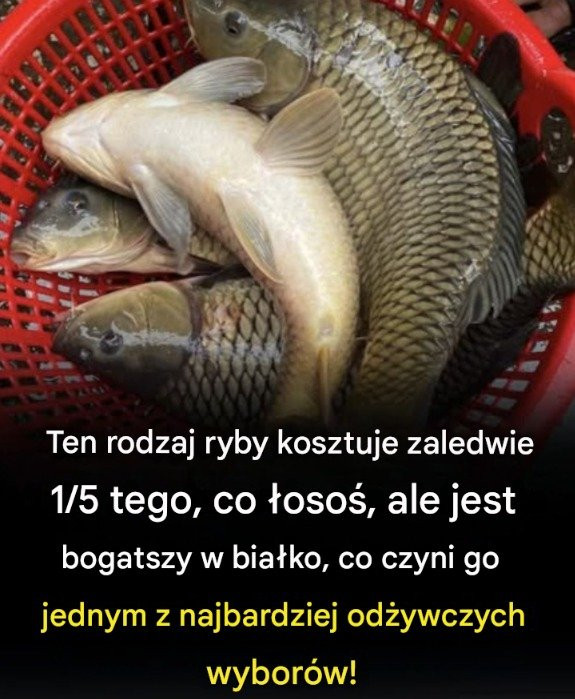 Ten rodzaj ryby kosztuje zaledwie 1/5 tego, co łosoś, ale jest bogatszy w białko, co czyni go jednym z najbardziej odżywczych wyborów!