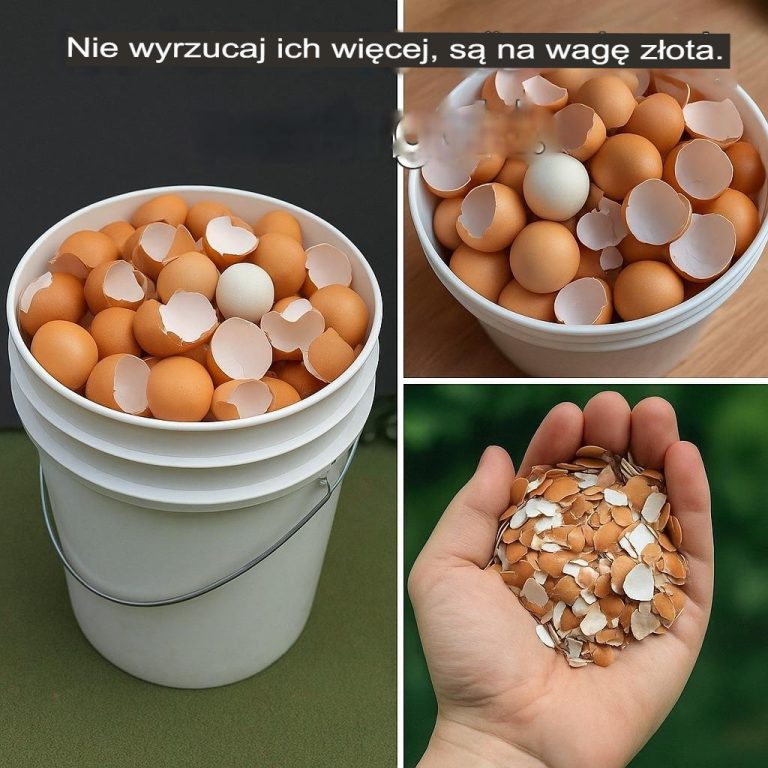 Gotowanie skorupek jajek na patelni pozwoli Ci zaoszczędzić sporo pieniędzy