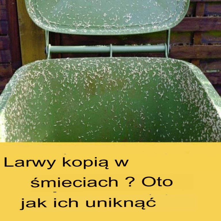 4 skuteczne wskazówki, jak pozbyć się robaków z zewnętrznego kosza na śmieci
