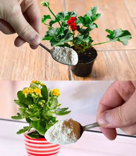 Spektakularny rozkwit roślin – wystarczy jedna łyżeczka!