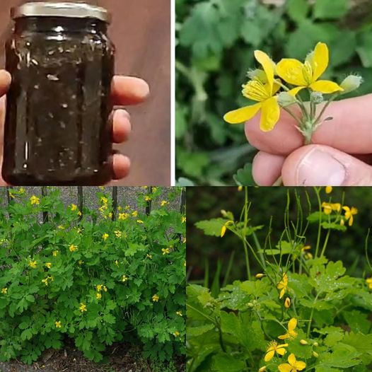 Odkryj moc Chelidonium Majus: Naturalny środek na brodawki