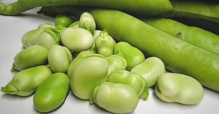 Fasola: wzmacnia kości, niższe cukry i cholesterol i poprawia pamięć