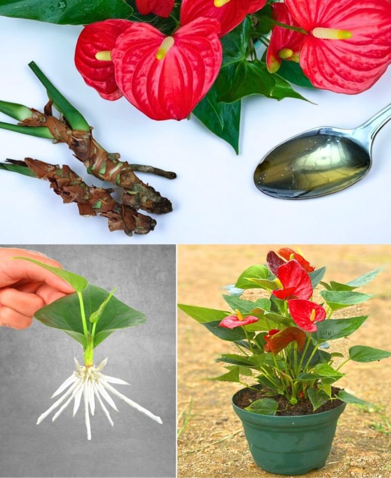 Anturium: Dzięki Temu Ruchowi Twoja Roślina Będzie Kwitła Cały Rok Bez Przerwy