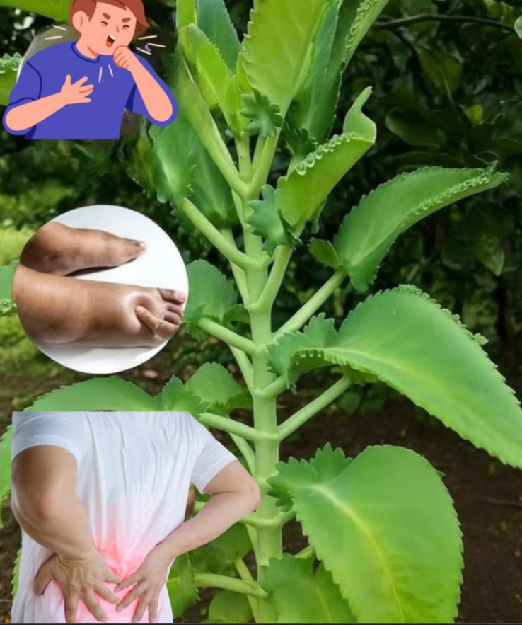 Kalanchoe: Zielony skarb domowej apteczki, który koi i wzmacnia zdrowie