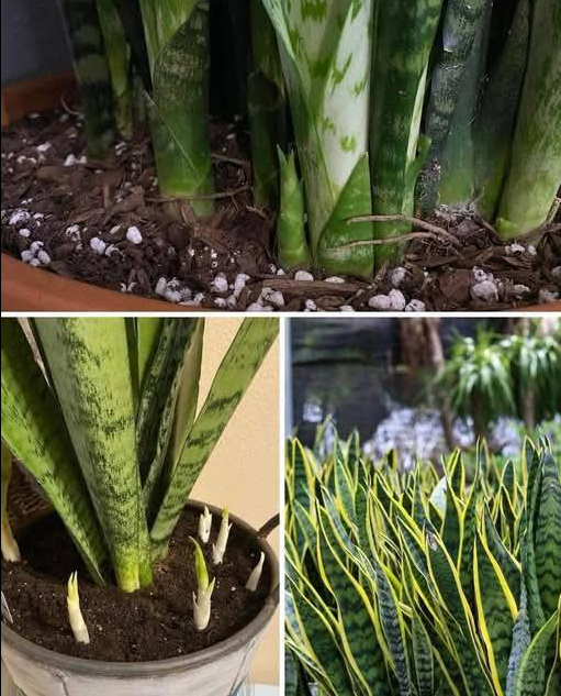 Jak sprawić, aby Sansewieria (Wężownica) wypuściła więcej odrostów i zakwitła