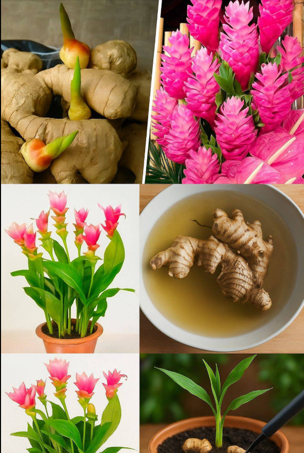 Jak uprawiać imbir w domu, aby mieć go bez końca (i sprawić, by zakwitł)