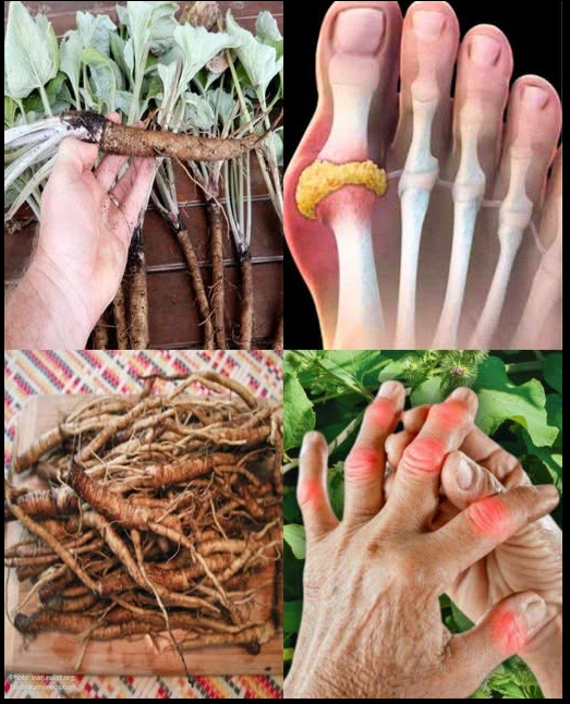 Roślina, która niszczy komórki rakowe! Jest 100 razy skuteczniejsza niż chemioterapia