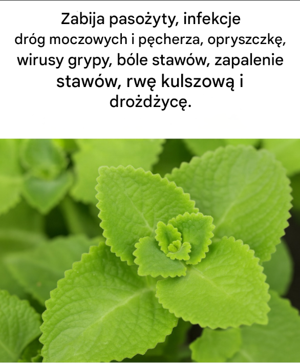 Magiczne oregano: sekretny sojusznik Twojej kuchni