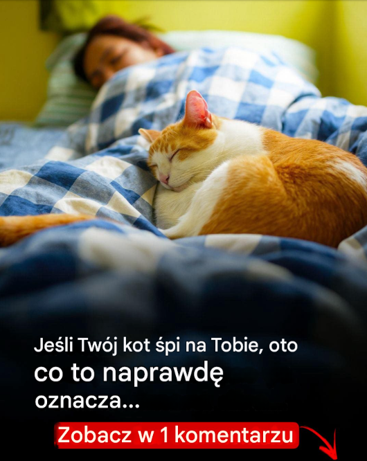 Dlaczego Twój kot śpi na Tobie: prawdziwe znaczenie tego uroczego zachowania