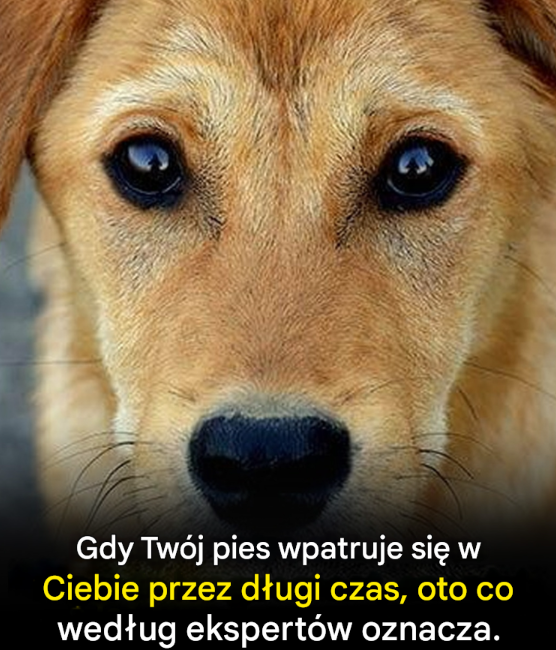 Spojrzenie Twojego psa: rozszyfrowany cichy dialog